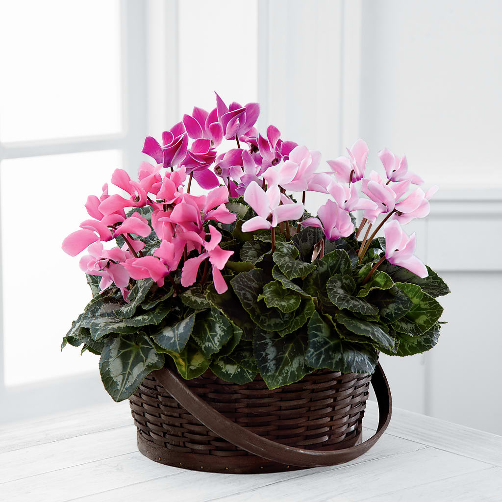 Mixed Cyclamen Planter – Petals From Angels Floral Designs, Pasadena CA