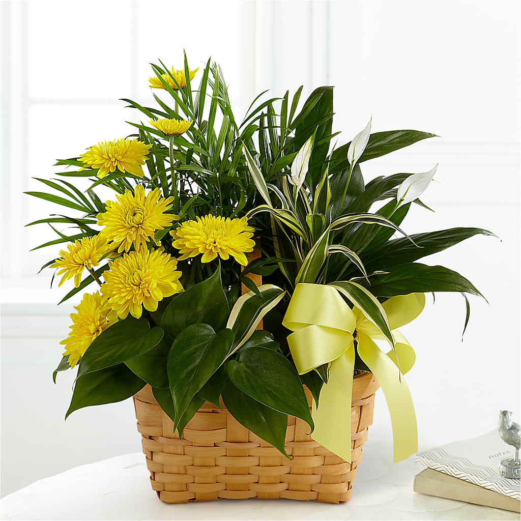 Loving Light Dishgarden – Petals From Angels Floral Designs, Pasadena CA