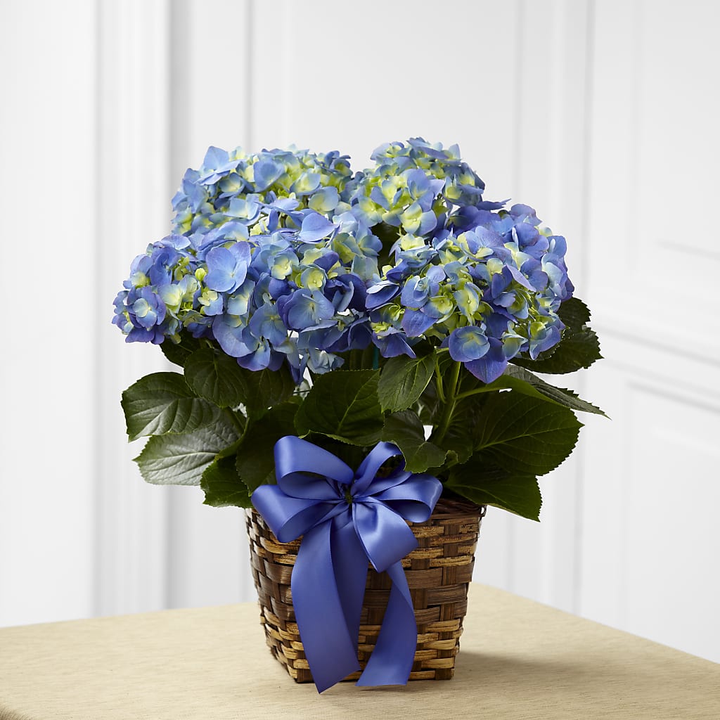 Blue Hydrangea Planter – Petals From Angels Floral Designs, Pasadena CA