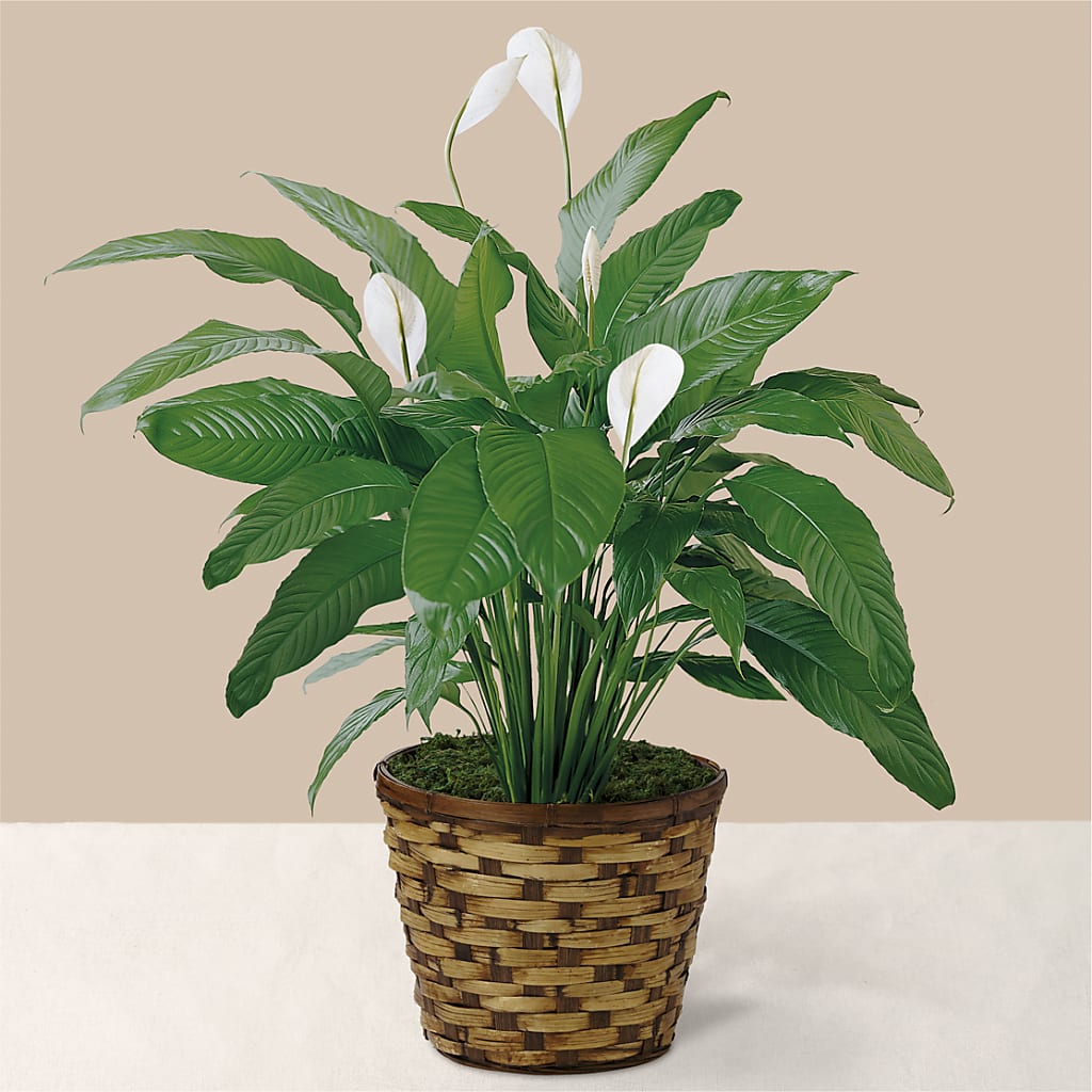 Tranquil Moments Peace Lily Plant – Petals From Angels Floral Designs, Pasadena CA