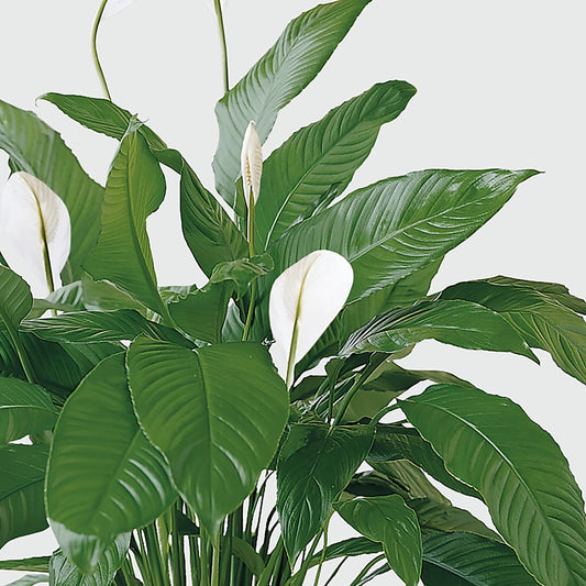 Tranquil Moments Peace Lily Plant – Petals From Angels Floral Designs, Pasadena CA