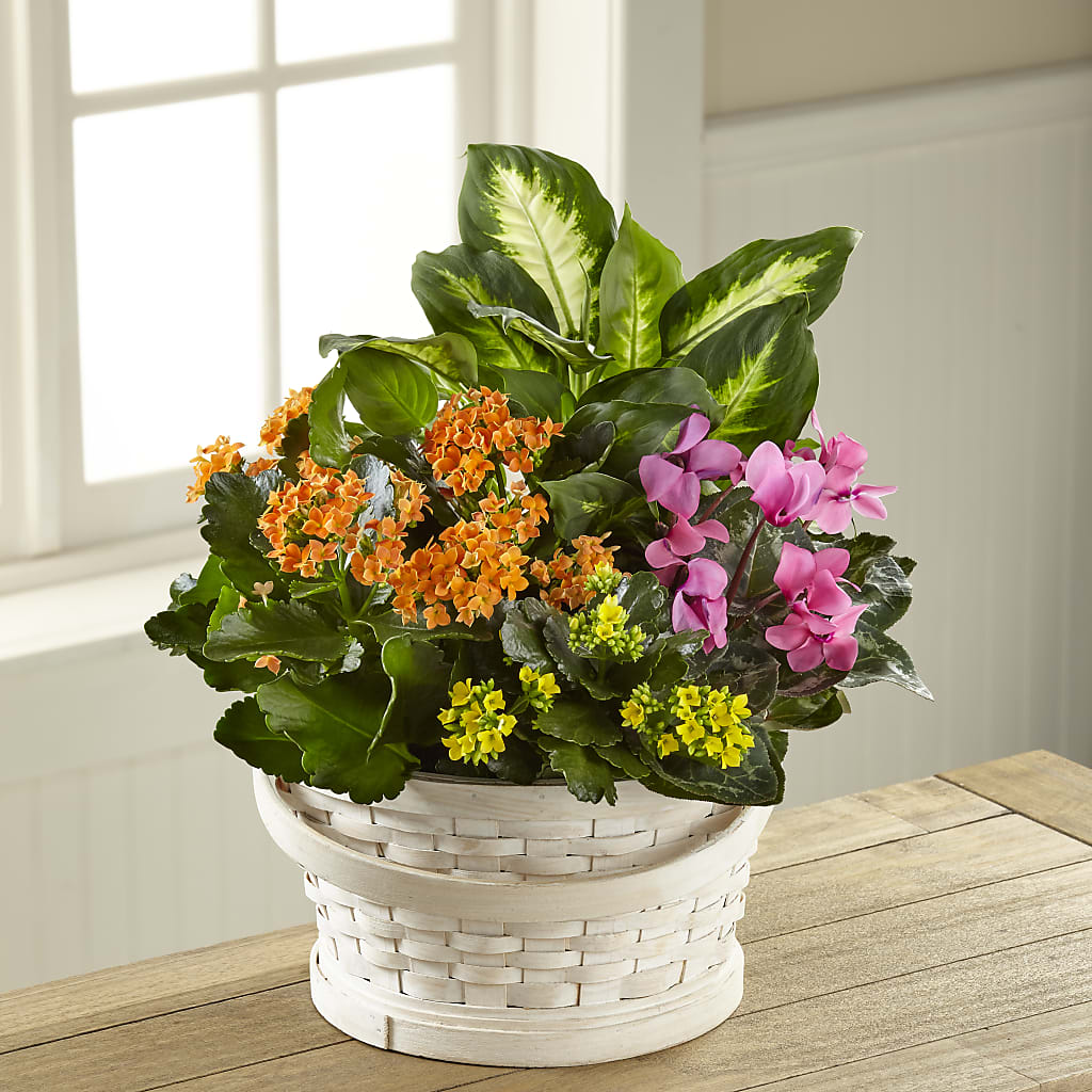 Color Crush Dishgarden – Petals From Angels Floral Designs, Pasadena CA