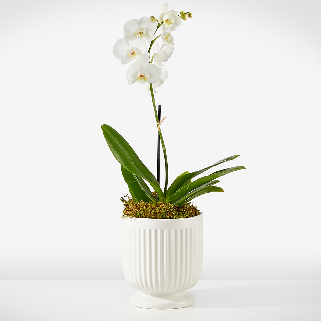 Whispering White Orchid – Petals From Angels Floral Designs, Pasadena CA