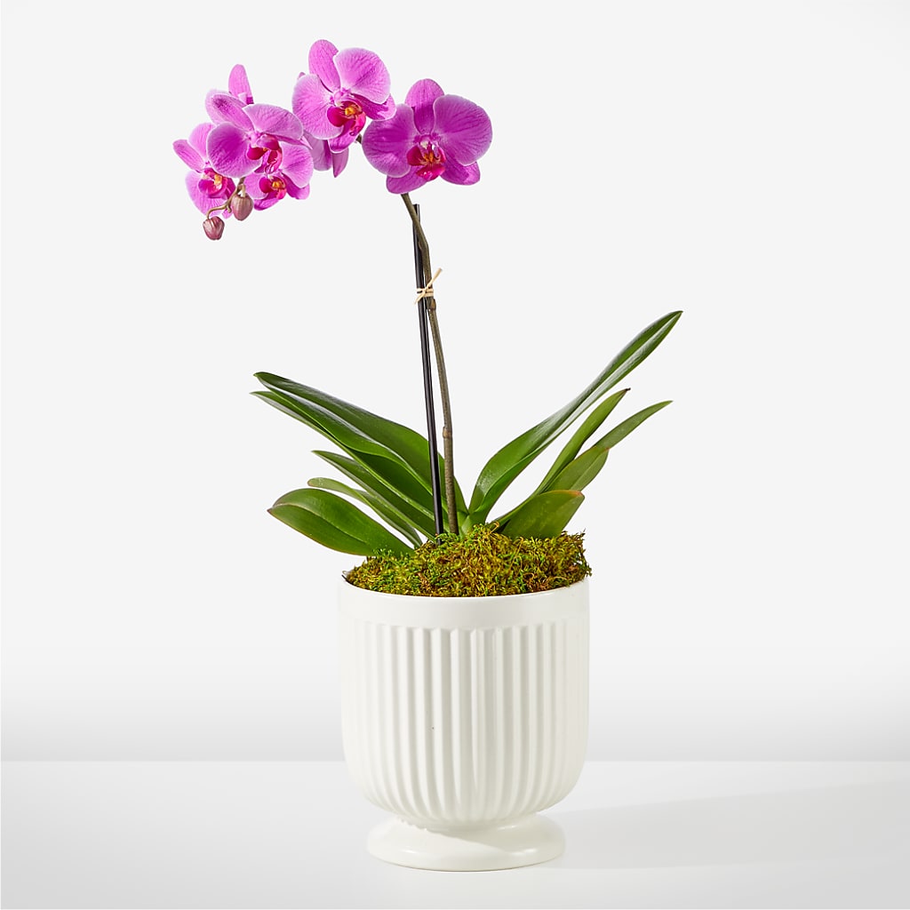 Friendly Fuchsia Orchid – Petals From Angels Floral Designs, Pasadena CA