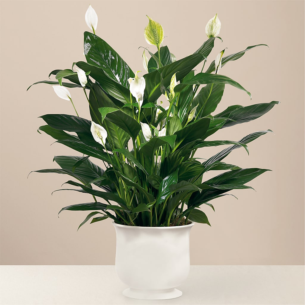 Comfort Planter – Petals From Angels Floral Designs, Pasadena CA