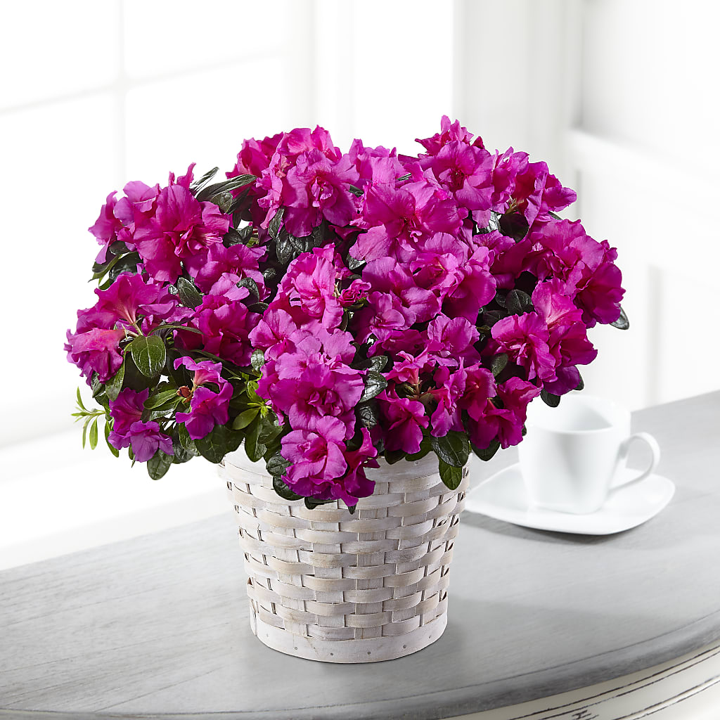 Hope & Serenity Azalea Plant – Petals From Angels Floral Designs, Pasadena CA