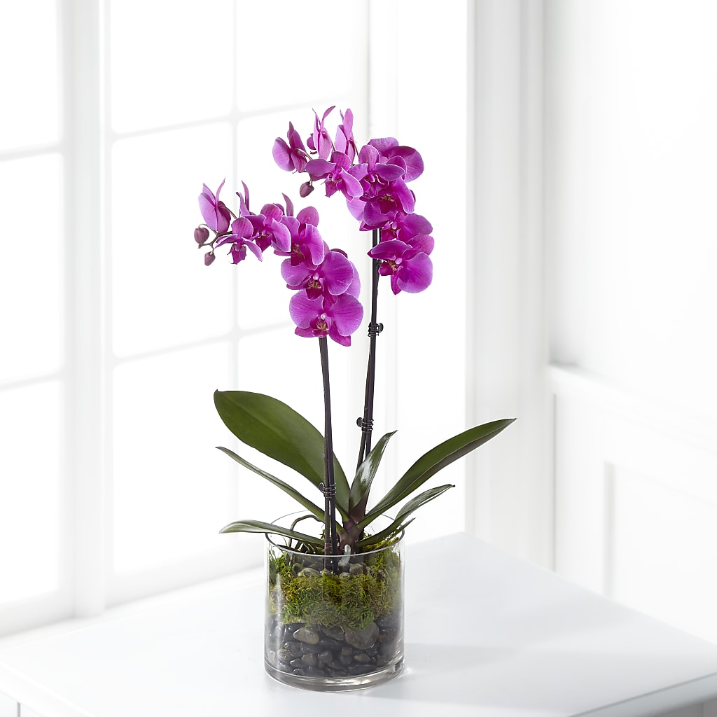 Pink Orchid Plant – Petals From Angels Floral Designs, Pasadena CA