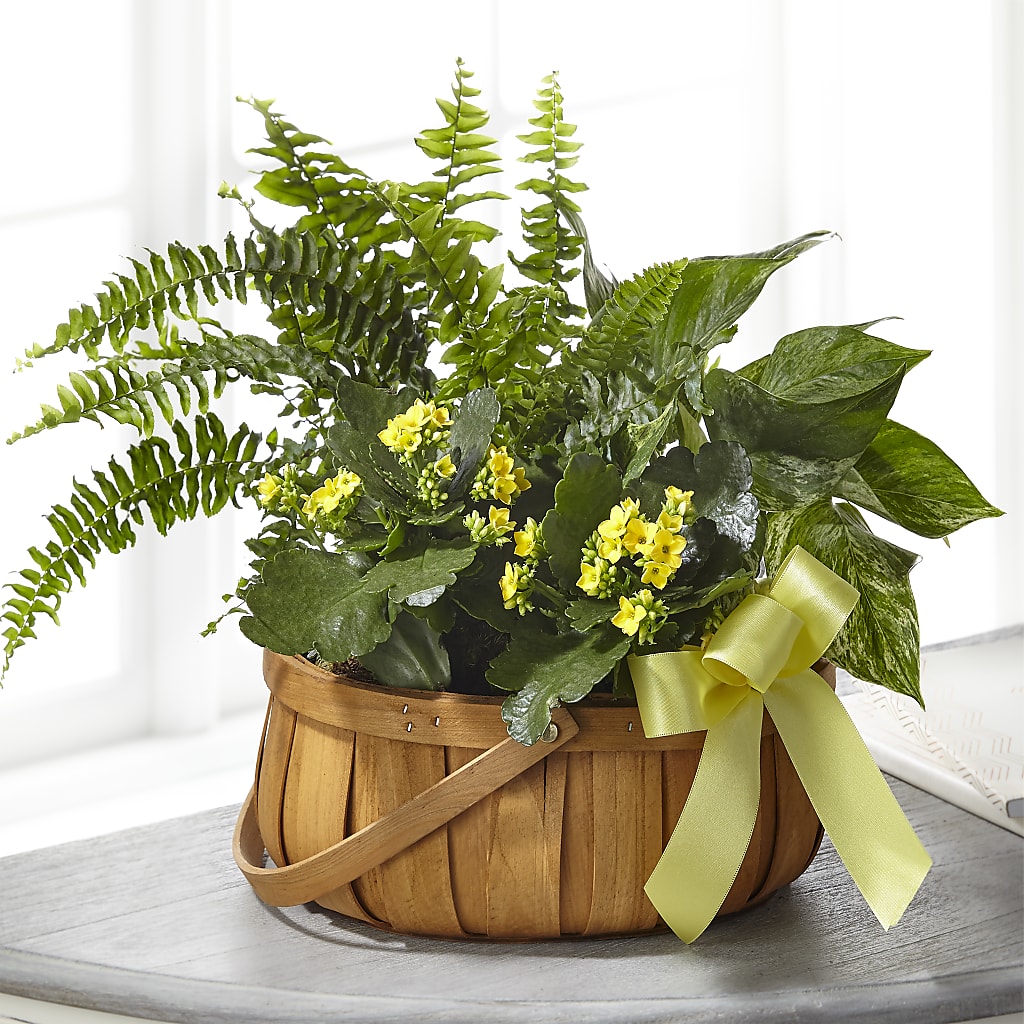 Always Dear Dishgarden – Petals From Angels Floral Designs, Pasadena CA