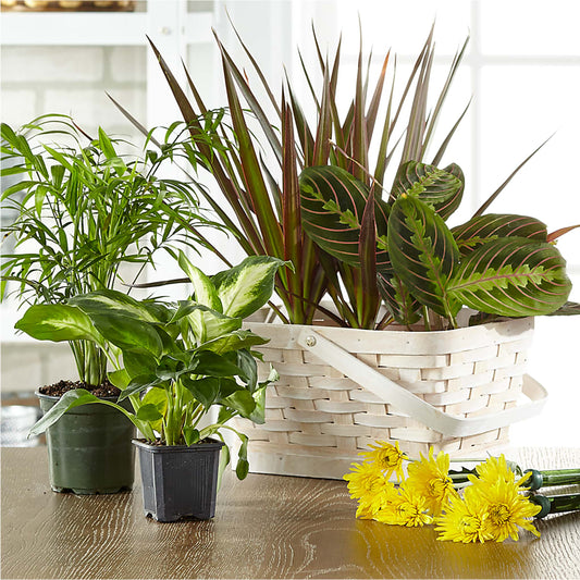 Florist Designed Blooming and Green Plants in a Basket –  Petals From Angels Floral Designs, Pasadena CA