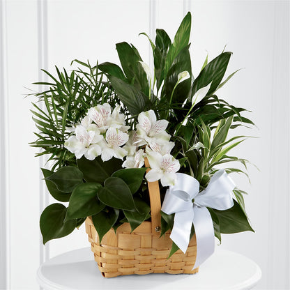 Peace & Serenity Dishgarden –  Petals From Angels Floral Designs, Pasadena CA