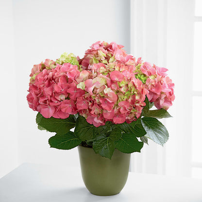 Pink Hydrangea Planter –  Petals From Angels Floral Designs, Pasadena CA