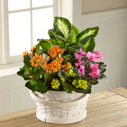 Color Crush Dishgarden –  Petals From Angels Floral Designs, Pasadena CA
