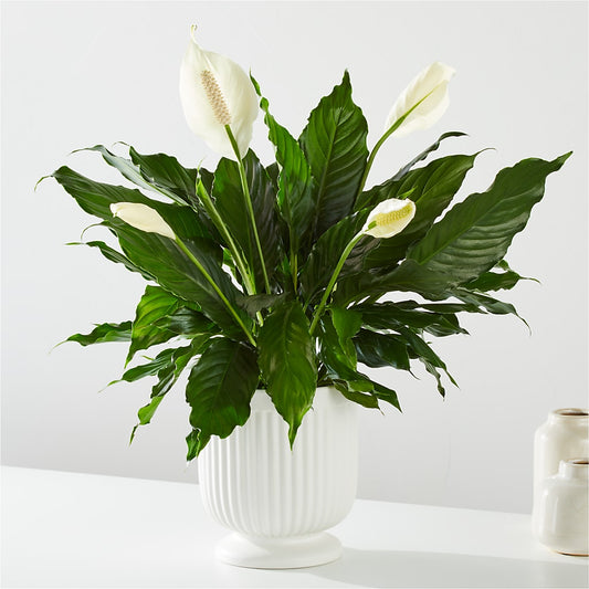 Comfort Planter –  Petals From Angels Floral Designs, Pasadena CA