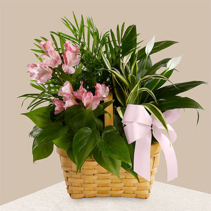 Living Spirit Dishgarden –  Petals From Angels Floral Designs, Pasadena CA
