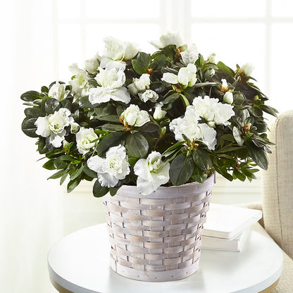 White Azalea Plant –  Petals From Angels Floral Designs, Pasadena CA