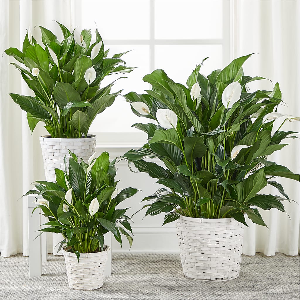 A New Leaf Peace Lily –  Petals From Angels Floral Designs, Pasadena CA