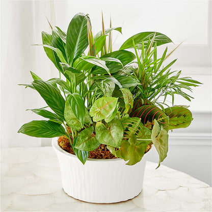 Balance & Harmony Dishgarden –  Petals From Angels Floral Designs, Pasadena CA